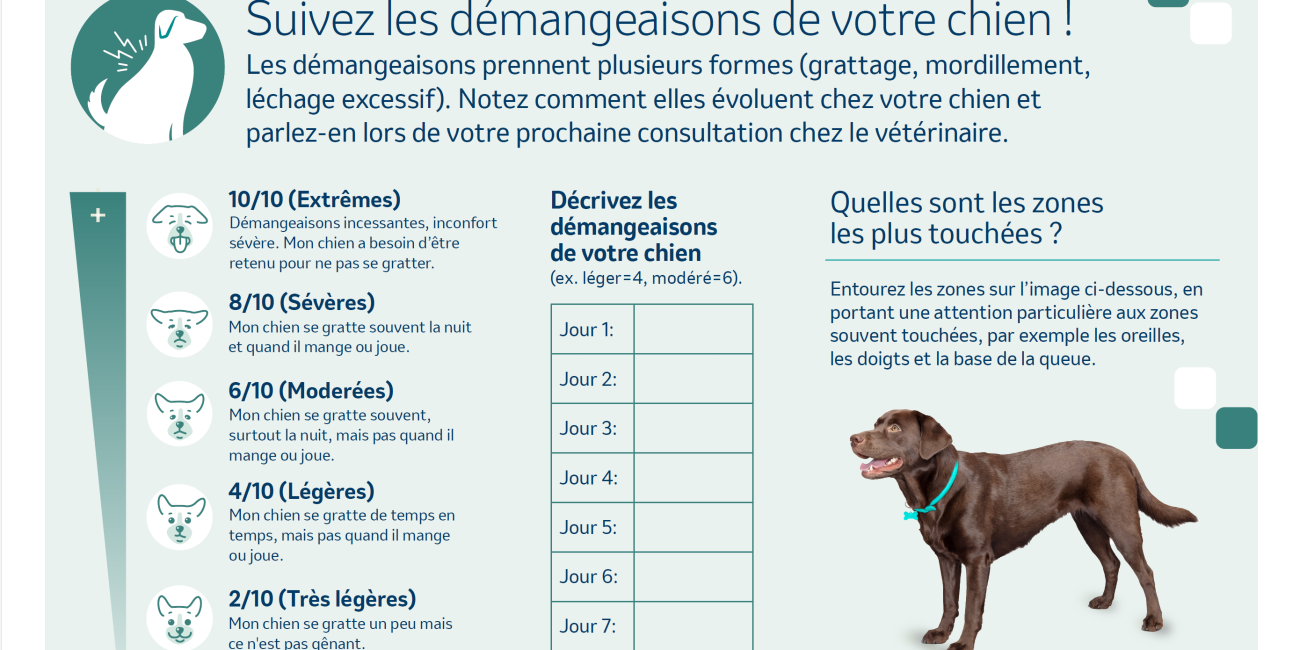 suivi démangeaisons chien