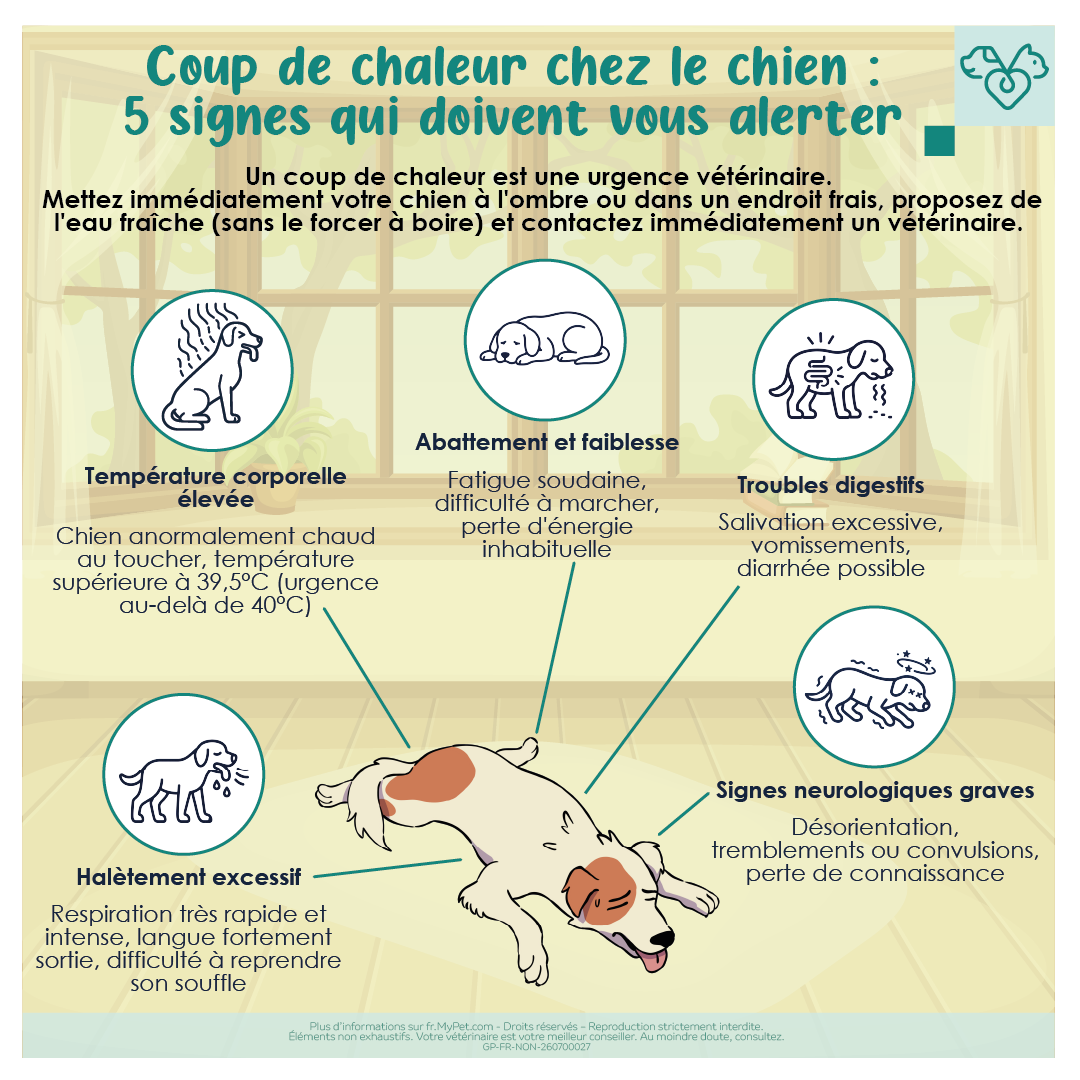 signes coup de chaleur chez le chien