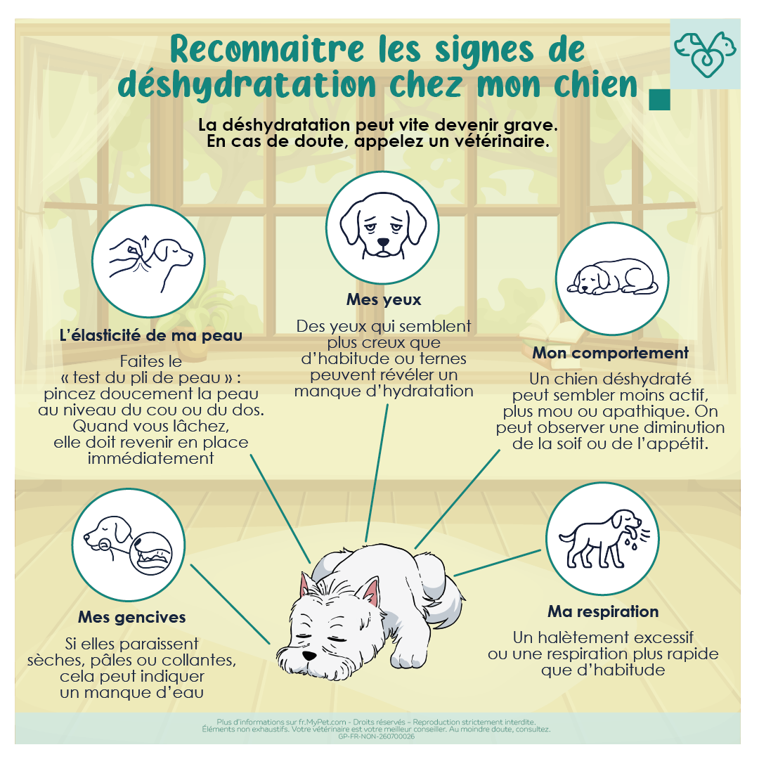 symptômes chien déshydraté