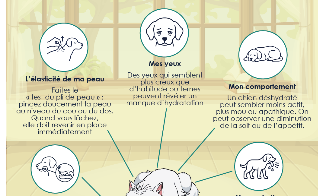 symptômes chien déshydraté