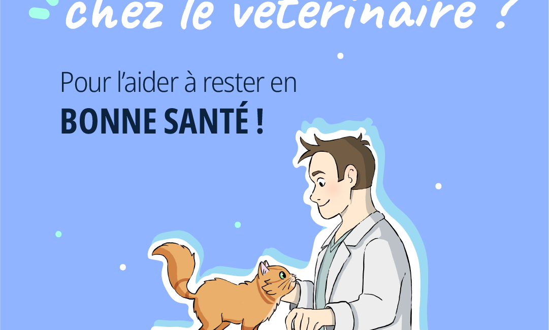 visite vétérinaire chat