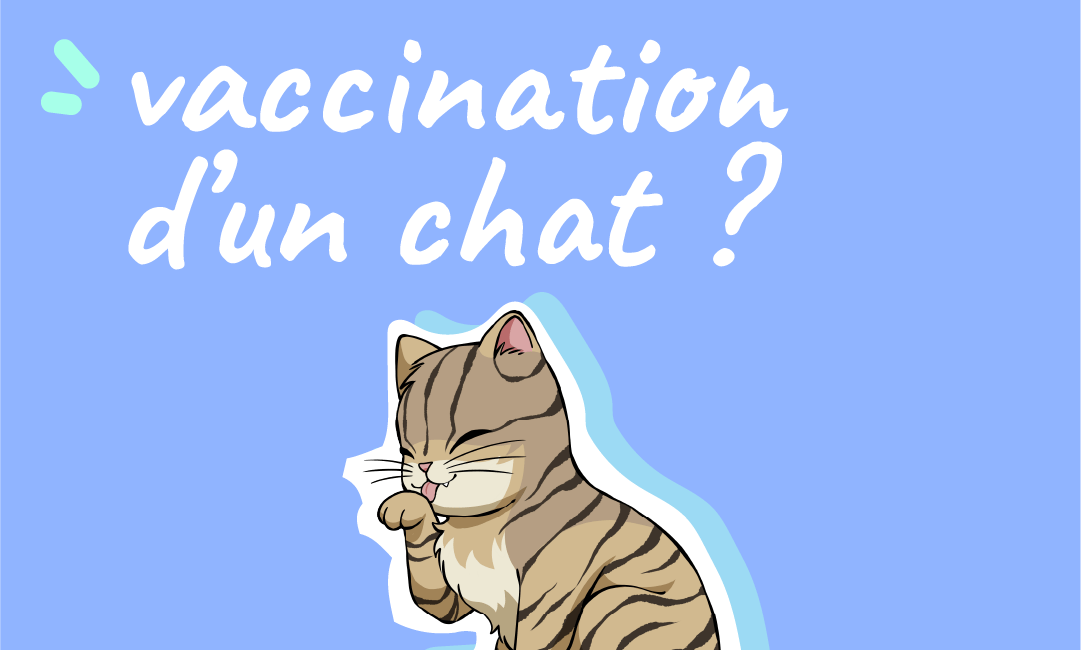vaccination du chat