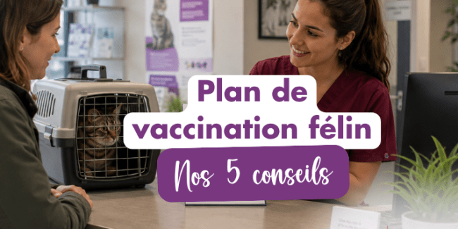 plan vaccination chat reco wsava