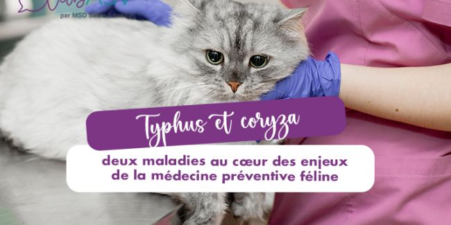 typhus-coryza-medecine-preventive