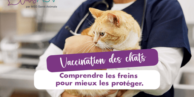 vaccination des chats