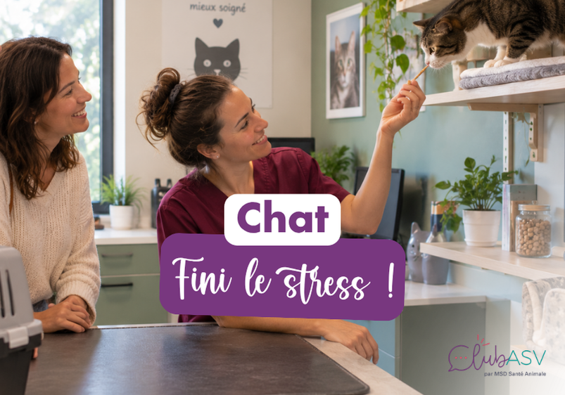 stress chat vétérinaire
