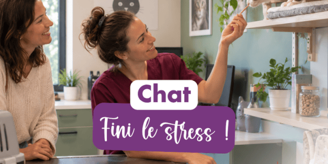 stress chat vétérinaire